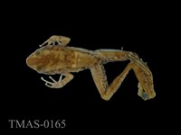 藏品(斯文豪氏赤蛙)的圖片